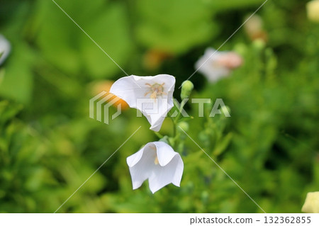 七種秋季草本植物：白風鈴草 132362855
