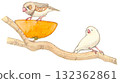 A Japanese bush warbler and a white Java sparrow perched on a tree branch 132362861