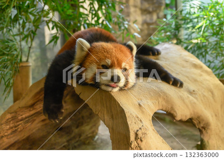 一隻小熊貓在一棵大樹上休息 一隻小熊貓在一棵大樹上休息 132363000