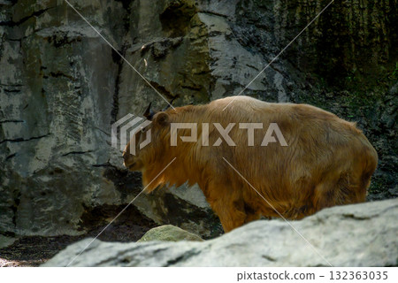 生活在岩石地區的金羚牛 132363035