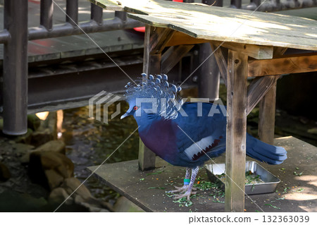 鳥籠裡的冠鴿 鳥籠裡的冠鴿 132363039