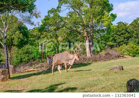Zoorasia Zoo African savannah scenery Zoorasia Zoo African savannah scenery 132363041
