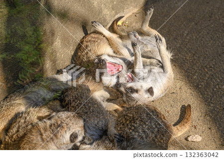 Meerkat Meerkat 132363042