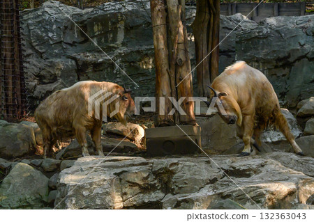 Golden Turkeys in a standoff Golden Turkeys in a standoff 132363043