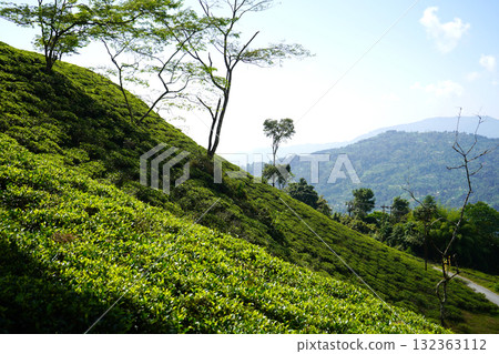 Bright Green Tea Plantation Slope with Shade Trees and Rolling Hills Bright Green Tea Plantation Slope with Shade Trees and Rolling Hills 132363112