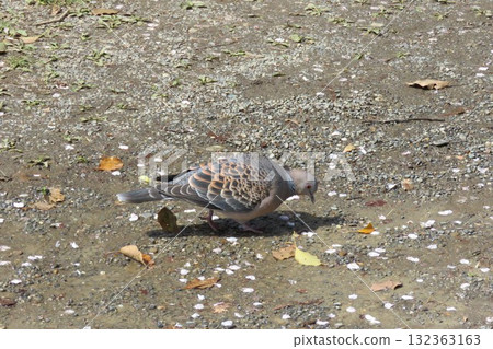 斑鳩 132363163