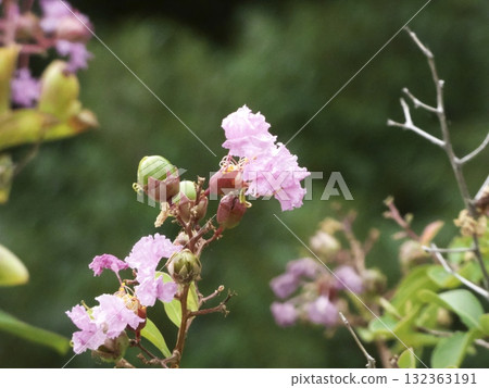 柔和的燈光下的粉紅色紫薇花和花蕾 柔和的燈光下的粉紅色紫薇花和花蕾 132363191