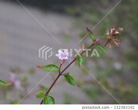 一根細枝上盛開著淡粉紅色的小花和綠葉。 132363192