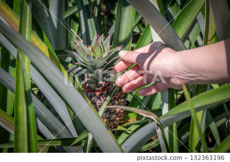Someone hand trying to touching a pineapple fruit in plantation field. Pineapples are tropical fruits that are rich in vitamins, enzymes and antioxidants. They may help boost the immune system. 132363196