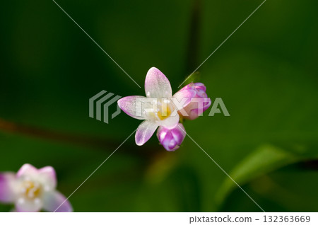 信濃川的溝蕎麥麵和安良木堤防 132363669