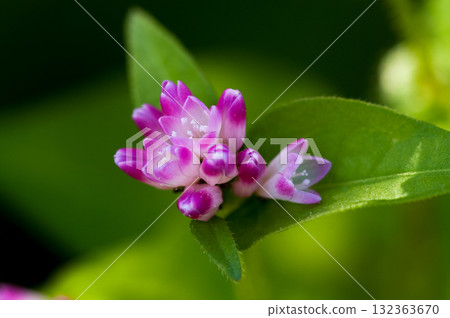 信濃川的溝蕎麥麵和安良木堤防 132363670