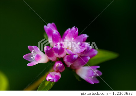 信濃川的溝蕎麥麵和安良木堤防 132363682