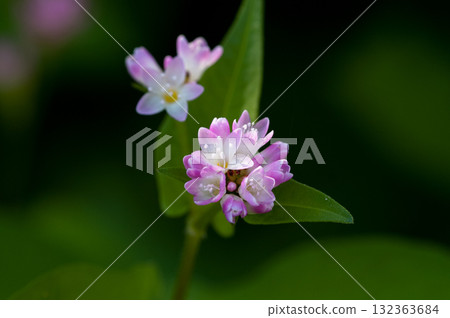 Mizo soba on the Shinano river and Yasuragi embankment Mizo soba on the Shinano river and Yasuragi embankment 132363684