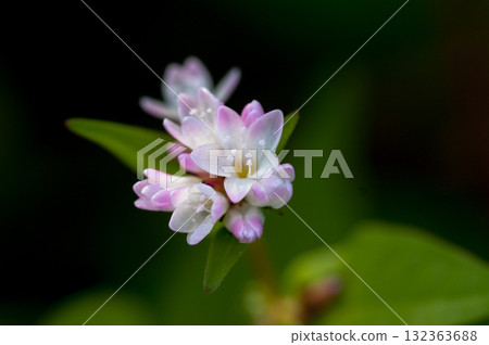 Mizo soba on the Shinano river and Yasuragi embankment Mizo soba on the Shinano river and Yasuragi embankment 132363688