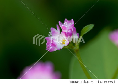 Mizo soba on the Shinano river and Yasuragi embankment 132363691