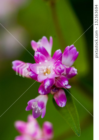 Mizo soba on the Shinano river and Yasuragi embankment Mizo soba on the Shinano river and Yasuragi embankment 132363694