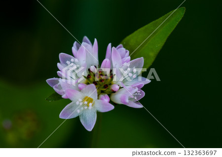 Mizo soba on the Shinano river and Yasuragi embankment Mizo soba on the Shinano river and Yasuragi embankment 132363697