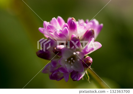 信濃川的溝蕎麥麵和安良木堤防 132363700