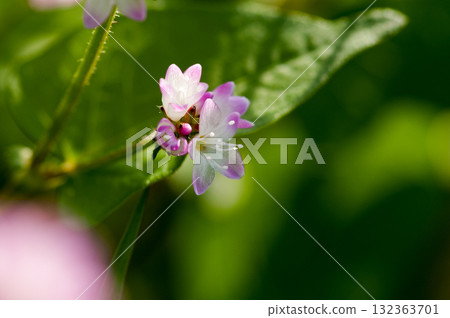 信濃川的溝蕎麥麵和安良木堤防 132363701