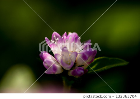 Mizo soba on the Shinano river and Yasuragi embankment Mizo soba on the Shinano river and Yasuragi embankment 132363704