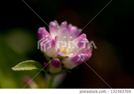 Mizo soba on the Shinano river and Yasuragi embankment Mizo soba on the Shinano river and Yasuragi embankment 132363709