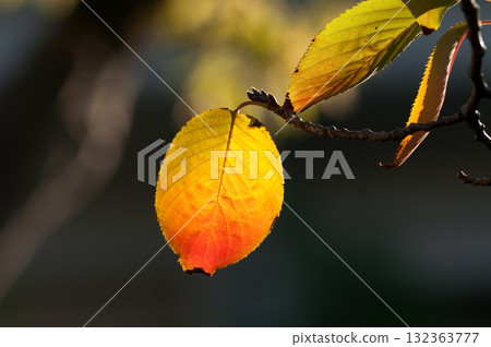 信濃川和安城堤上的櫻花秋葉 信濃川和安城堤上的櫻花秋葉 132363777