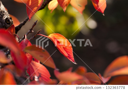 Autumn leaves of cherry blossoms on the Shinano River and Yasuragi Embankment Autumn leaves of cherry blossoms on the Shinano River and Yasuragi Embankment 132363778