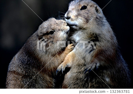 Prairie dog Prairie dog 132363781
