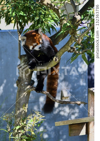 Red panda relaxing on a tree Red panda relaxing on a tree 132363786