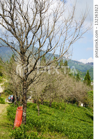Bare Winter Trees and Lush Green Tea Bushes on a Hillside 132363823