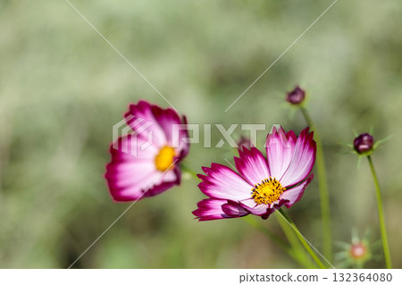 色彩繽紛的波斯菊在秋風中搖曳，宛如仙女翩翩起舞 132364080