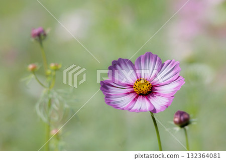 色彩繽紛的波斯菊在秋風中搖曳，宛如仙女翩翩起舞 132364081