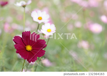 Colorful cosmos flowers swaying like fairies dancing in the autumn breeze 132364163