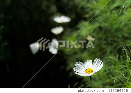 Colorful cosmos flowers swaying like fairies dancing in the autumn breeze Colorful cosmos flowers swaying like fairies dancing in the autumn breeze 132364226