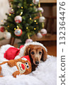 達克斯獵犬享受聖誕節 達克斯獵犬享受聖誕節 132364476
