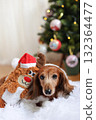 達克斯獵犬享受聖誕節 達克斯獵犬享受聖誕節 132364477
