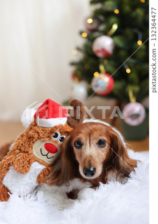 達克斯獵犬享受聖誕節 達克斯獵犬享受聖誕節 132364477