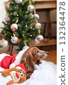 達克斯獵犬享受聖誕節 達克斯獵犬享受聖誕節 132364478