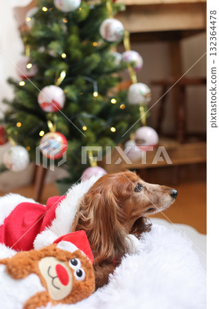 Dachshund enjoying Christmas Dachshund enjoying Christmas 132364478