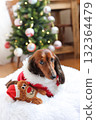 達克斯獵犬享受聖誕節 達克斯獵犬享受聖誕節 132364479