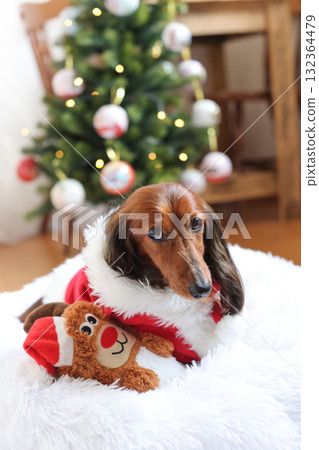 Dachshund enjoying Christmas Dachshund enjoying Christmas 132364479
