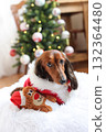 達克斯獵犬享受聖誕節 達克斯獵犬享受聖誕節 132364480