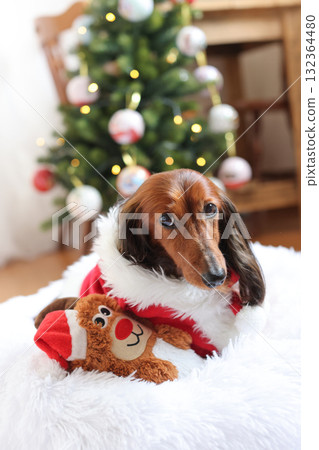 Dachshund enjoying Christmas Dachshund enjoying Christmas 132364480
