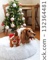 達克斯獵犬享受聖誕節 達克斯獵犬享受聖誕節 132364481