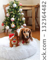 達克斯獵犬享受聖誕節 達克斯獵犬享受聖誕節 132364482