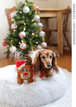 達克斯獵犬享受聖誕節 達克斯獵犬享受聖誕節 132364482
