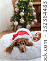 達克斯獵犬享受聖誕節 達克斯獵犬享受聖誕節 132364483