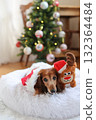 達克斯獵犬享受聖誕節 達克斯獵犬享受聖誕節 132364484