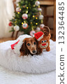 達克斯獵犬享受聖誕節 達克斯獵犬享受聖誕節 132364485