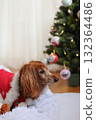 達克斯獵犬享受聖誕節 達克斯獵犬享受聖誕節 132364486